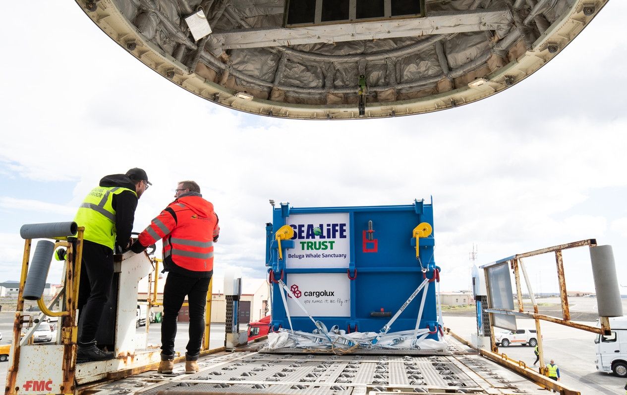 卢森堡货运航空成功将“小白”和“小灰”安全运抵冰岛