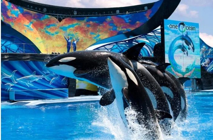 ΪȨ ֹͣSeaWorldƱ