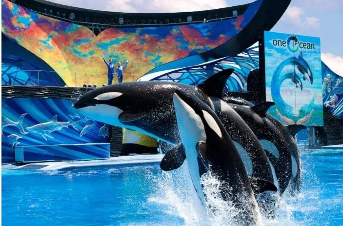 为保护动物权益 美联航停止SeaWorld门票销售