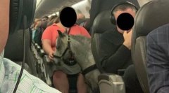 视频|记在美国航空航班上遇到一匹马-阿曼的国际快递