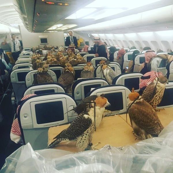 王室记者曝料：凯特王妃乘飞机“每条裙子都有自己的座位”-以色列的空运