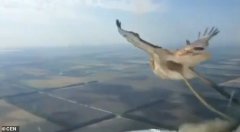 迪拜空运-视频：疑似737遭鸟击 飞行员拍下惊魂一刻！