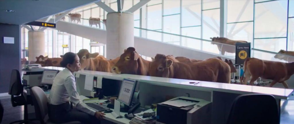 视频：机场有牛出没！西捷航空创意广告又来了