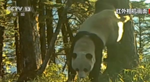 上海空运公司四川崇州：红外相机拍到野生大熊猫标记行为