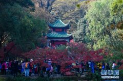 迪拜国际快递麓山枫叶红
