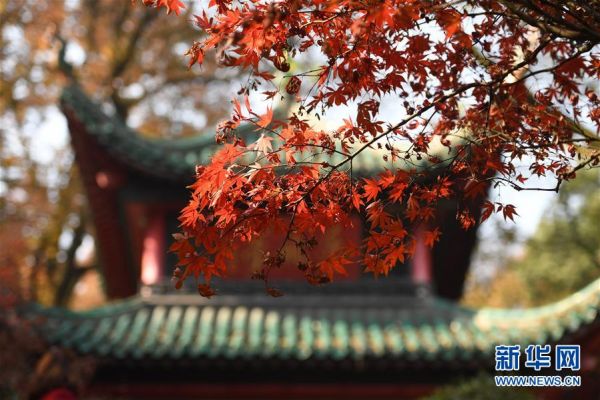 麓山枫叶红