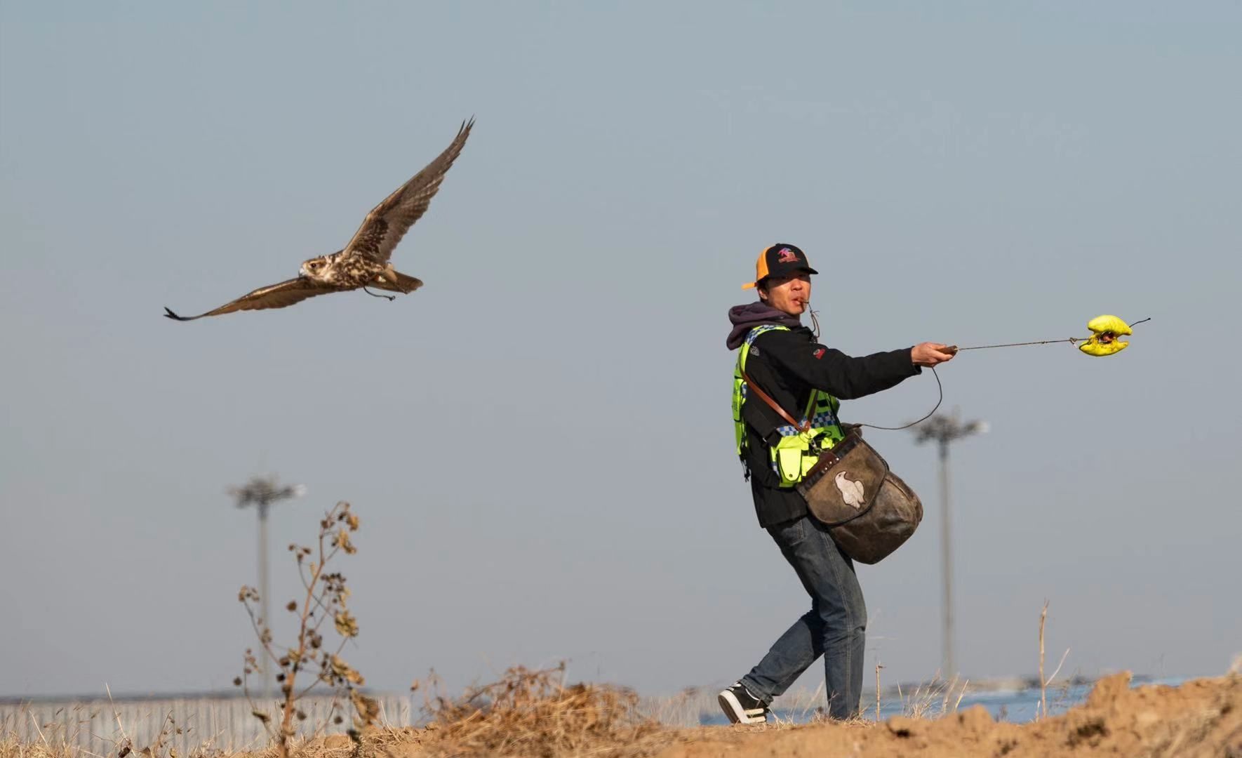中东国际空运-鸟击事件数量上升 首都机场首用鹰隼驱鸟
