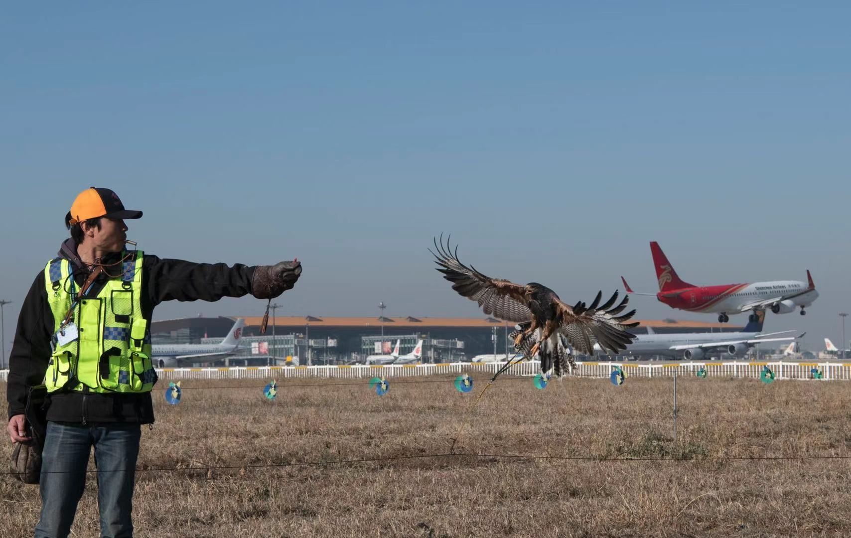 中东国际空运-鸟击事件数量上升 首都机场首用鹰隼驱鸟