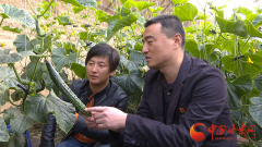 日本空运到中国-靖远：移民新村扶贫黄瓜“闯”出国门