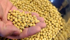 广州海运-巴西专家称中国市场对巴西大豆生产至关重要