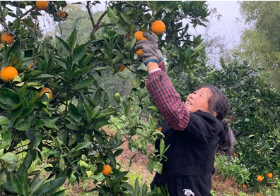 苏宁菜场帮扶上海农户，加大物流资金投入