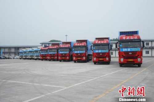 资料图。图为预备发车的10辆标准集装箱大卡车。　钟旖 摄