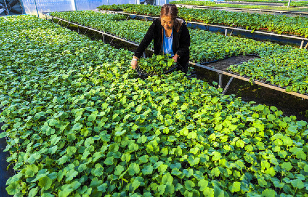 9月27日，河北省衡水市武邑县兴彪蔬菜种植专业合作社农民在育苗大棚内打理秧苗。近年来，河北省衡水市武邑县在脱贫攻坚中依托区域蔬菜瓜果生产，大力推广蔬菜集约化育苗技术，全县已建成年育苗能力1000万株以上的集约化育苗基地5家，农民可根据种植需求与基地签订30余种蔬菜种苗的育苗合同。目前，该县年培育优质瓜菜秧苗近1亿株，集约化育苗率达90���，带动当地农民实现增收。新华社记者 李晓果 摄