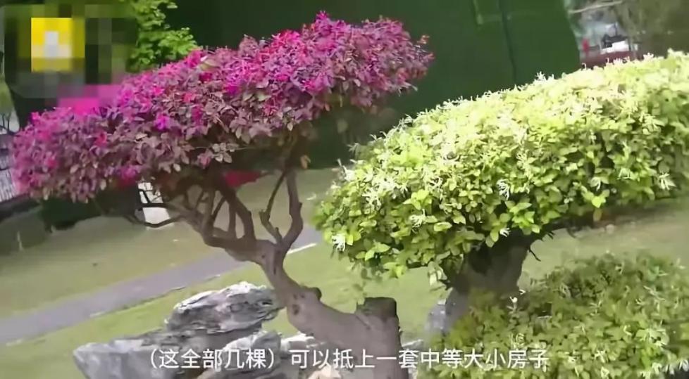 罕见！武汉街头惊现“双色树” 长相奇异高1.5米