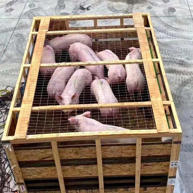 为防范潜伏的疫情输进风险
-海运货运价格一览表