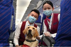 “明星”导盲犬乘坐南航航班回家
-上海双清包税